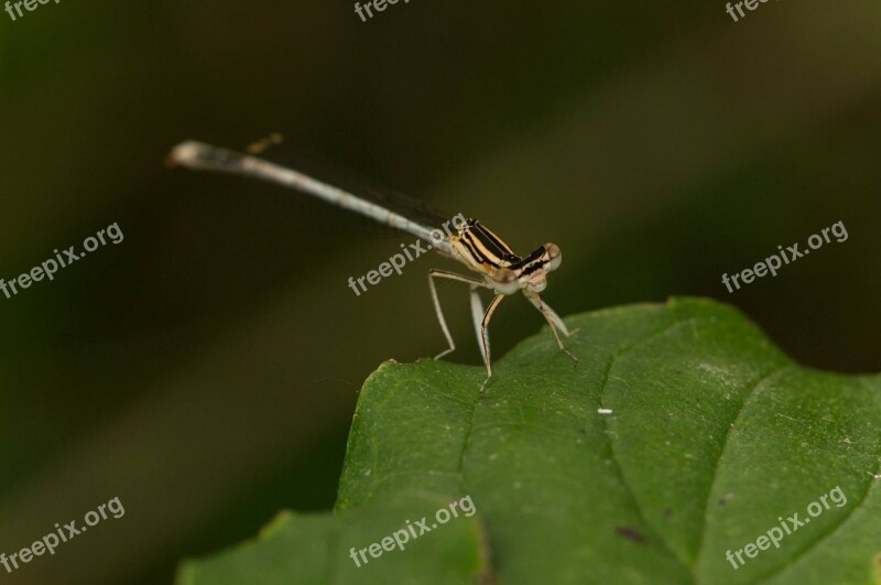 Dragonfly Leaf Close Up Insect Eyes