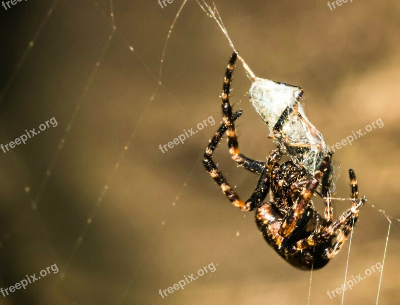 Spider Web Prey Macro Caught