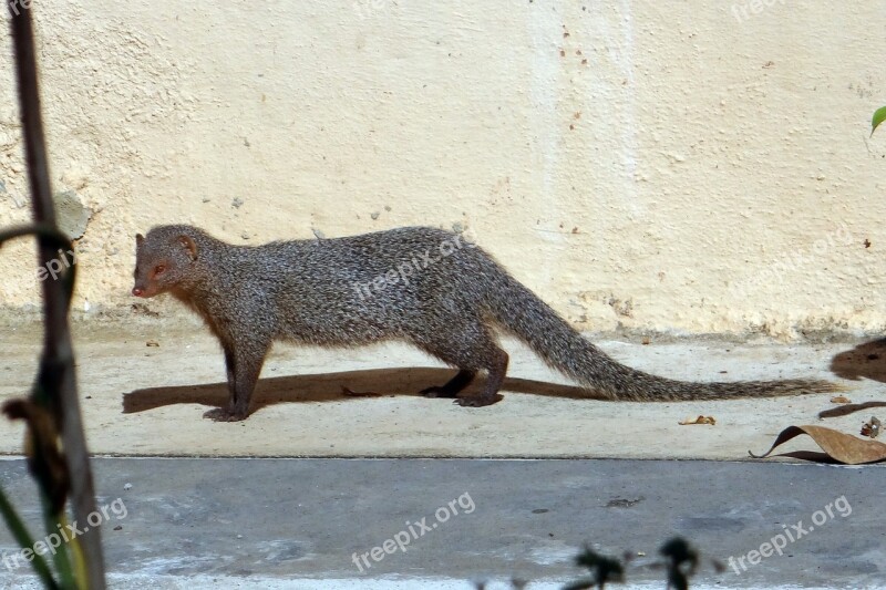 Mongoose Gnawer Rodent Animal Grey