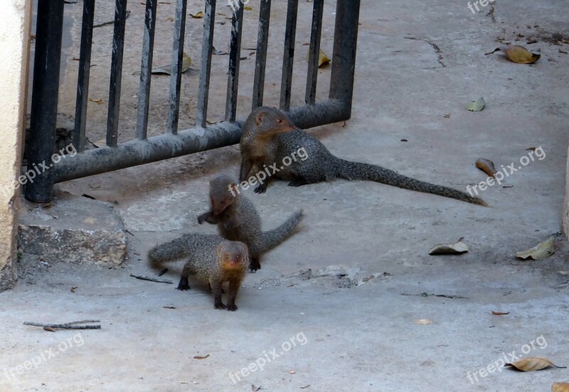 Mongoose Gnawer Rodents Grey Animals