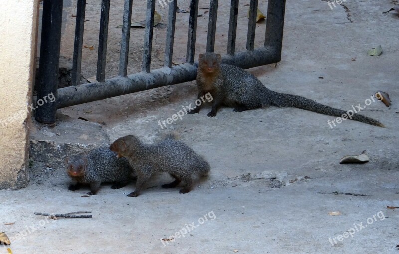 Mongoose Gnawer Rodents Animals Mammals