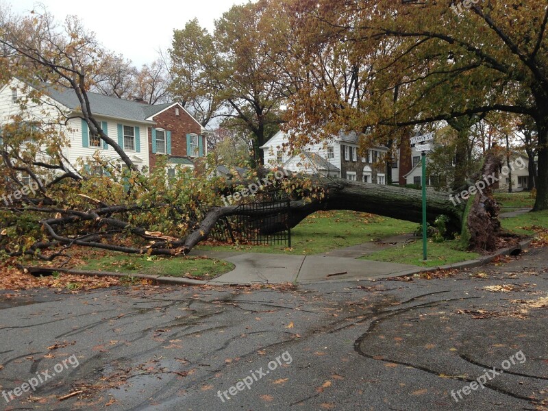 Fallen Tree Sandy Hurricane Hurricane Sandy