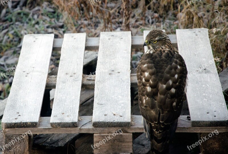 Goshawk Bird Hawk Free Photos