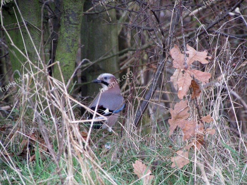 Jay Bird Raven Bird Nature Animals