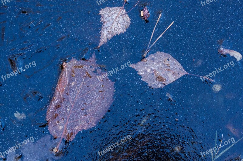 Hoarfrost Leaf Leaves Hazel Birch