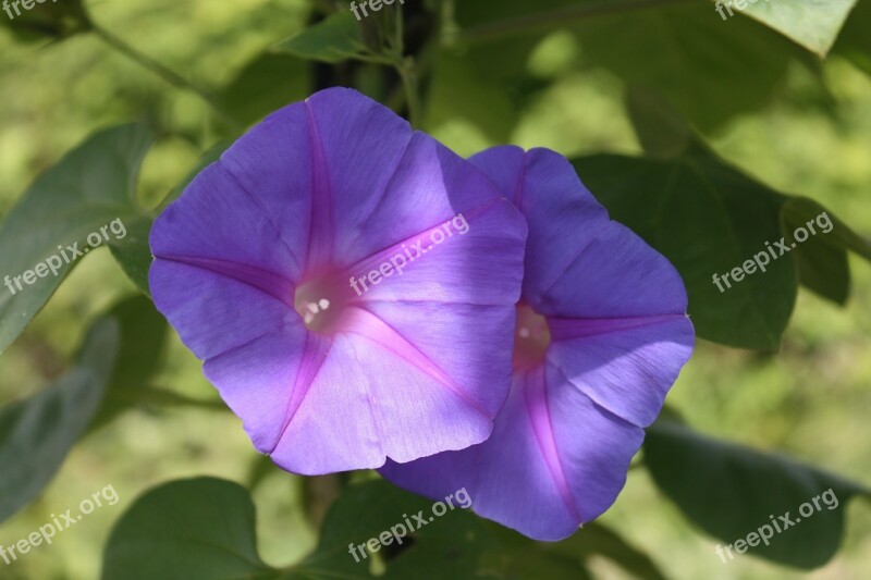 Purple Pageantry Winds Morning Glory Winds Ipomoea Purpurea Blossom