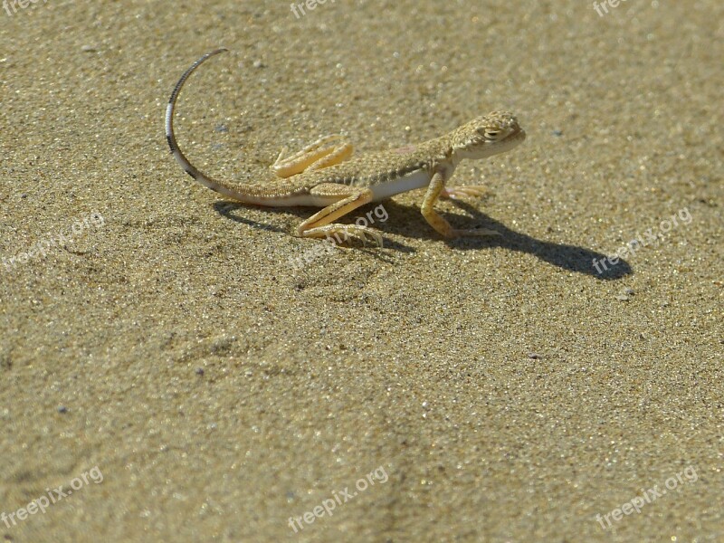 Animal Lizard Disguised Sand Reptile