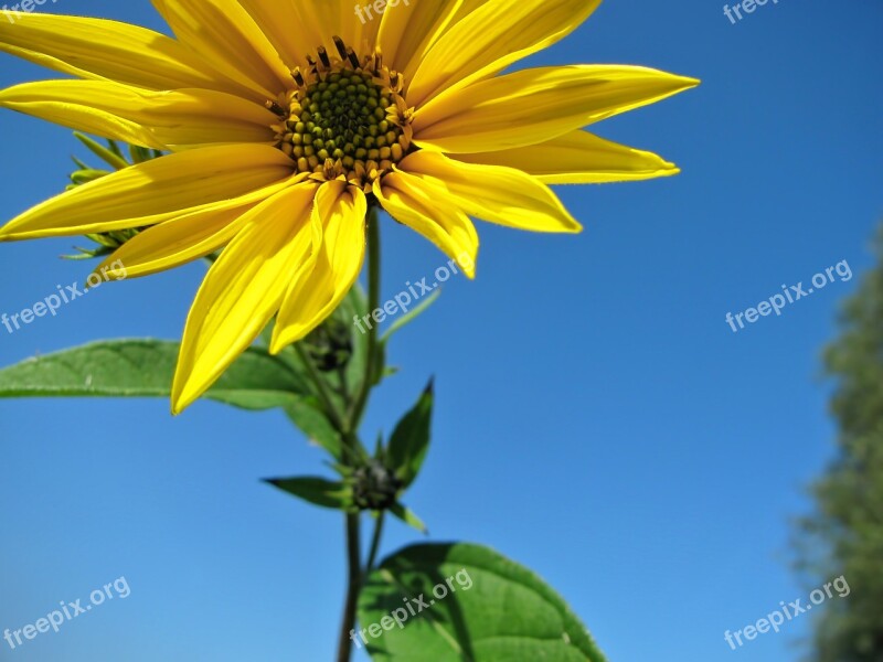 Sunflower Flower Yellow Blossom Summer