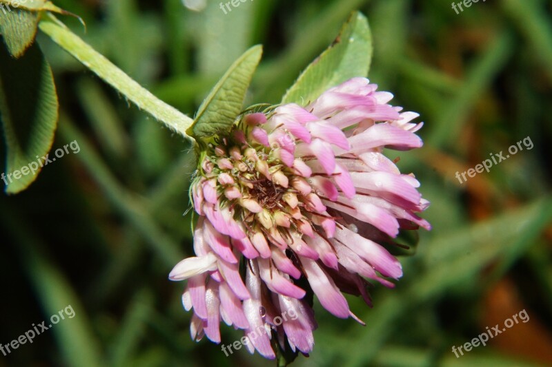 Klee Blossom Bloom Nature Plant