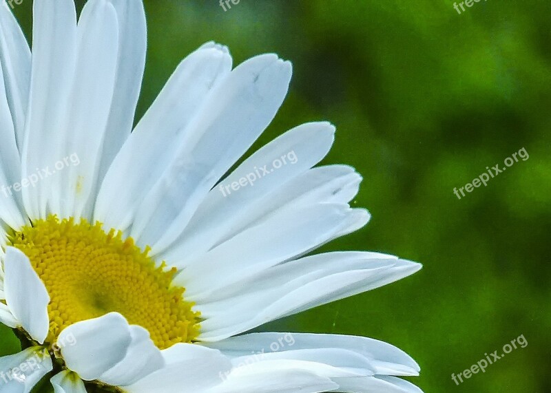 Daisy Wild Flower Plant Wild Plant Nature