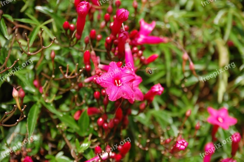 Flower Nature Plant Summer Bee