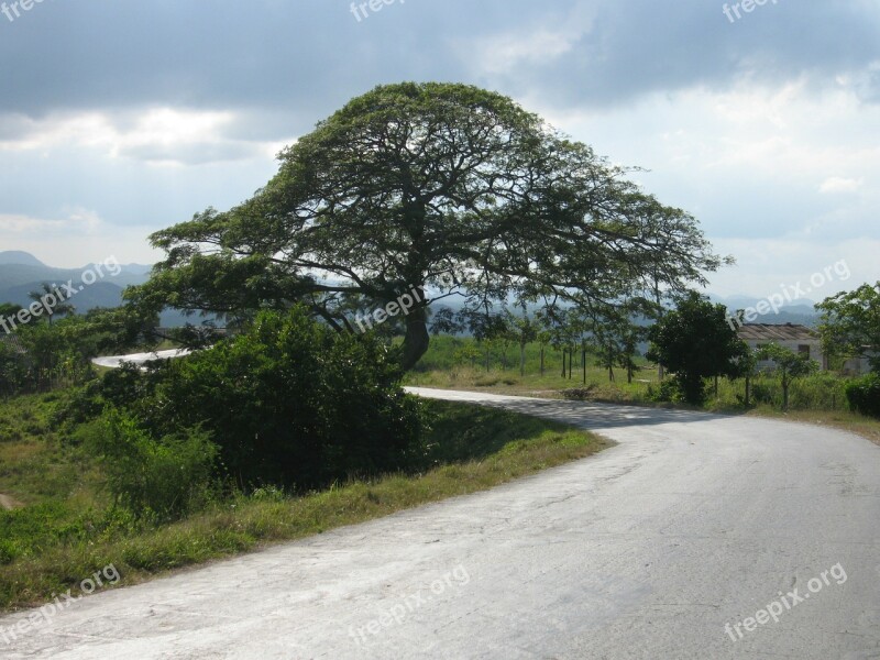 Tree Cuba Landscape Free Photos