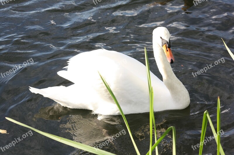 Swan Animal Water Waters Water Bird