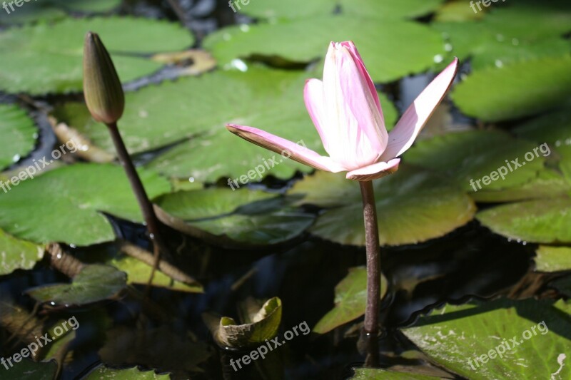 Nuphar Lutea Aquatic Plant Blossom Bloom Water