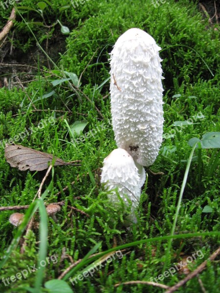 Schopf Coprinus Mushrooms Coprinus Coprinus Comatus Forest