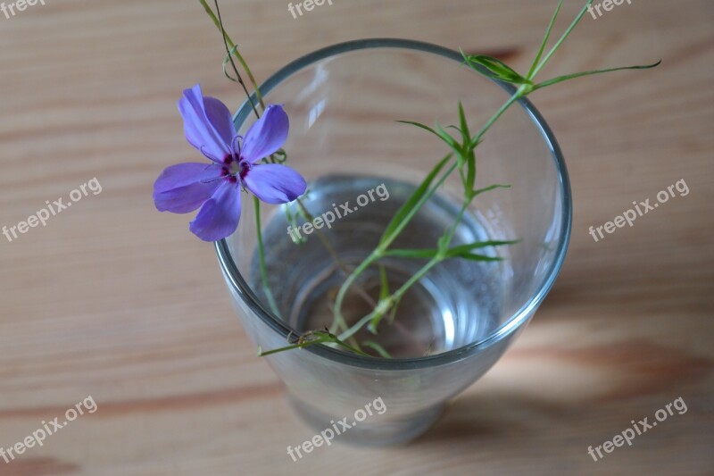 Sky Rose Flower Blossom Bloom Glass