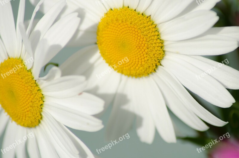 Daisy Flower The Nature Of The Free Photos