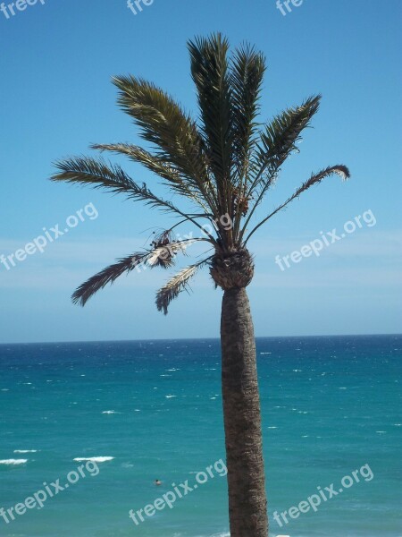 Palm Sea Fuerteventura Water Summer