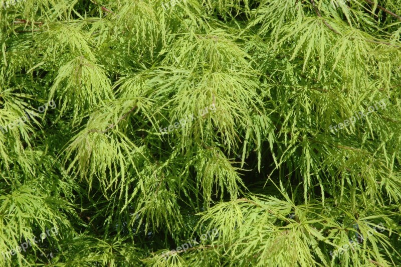 Maple Leaves Green Tree Acer Platanoides Needle Leaf Maple