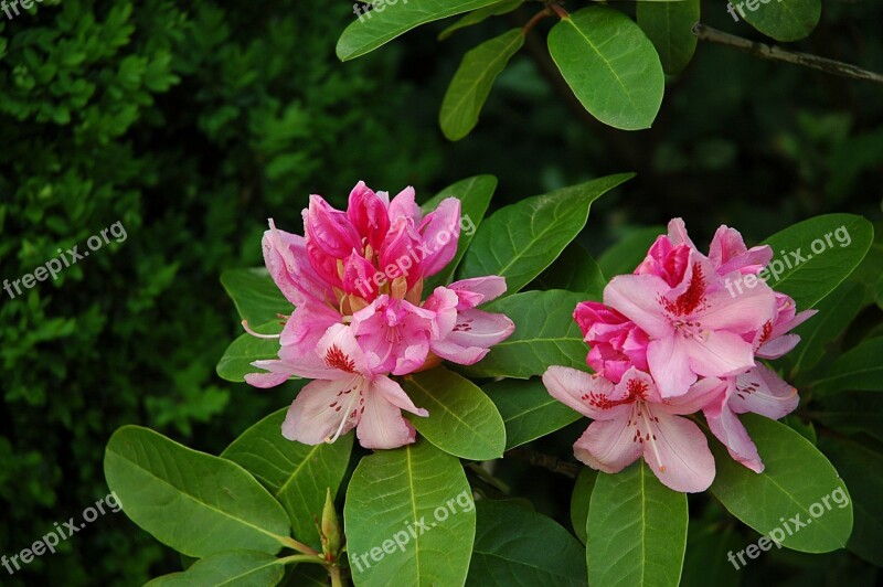 Rhododendron Pink Blossom Bloom Plant