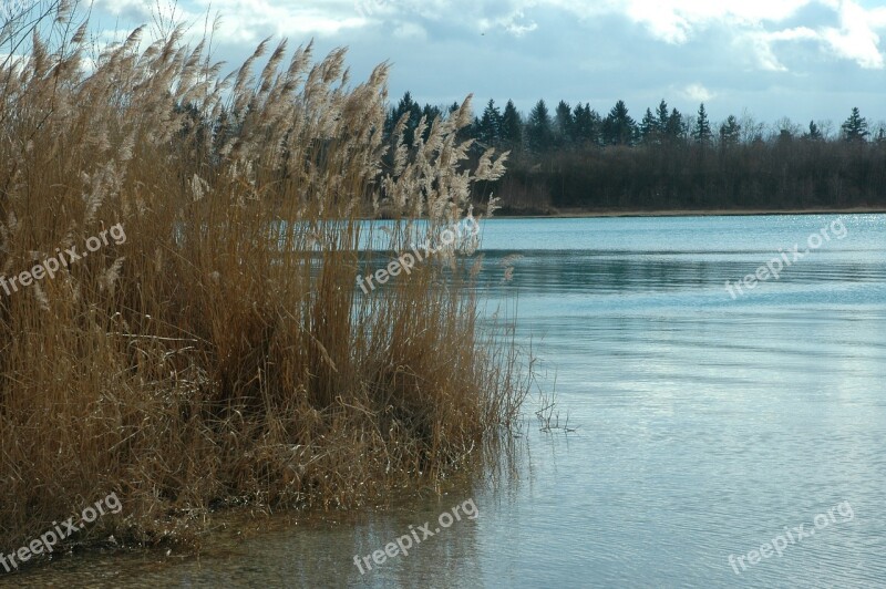 Stretch Lake Badesee Autumn Reed