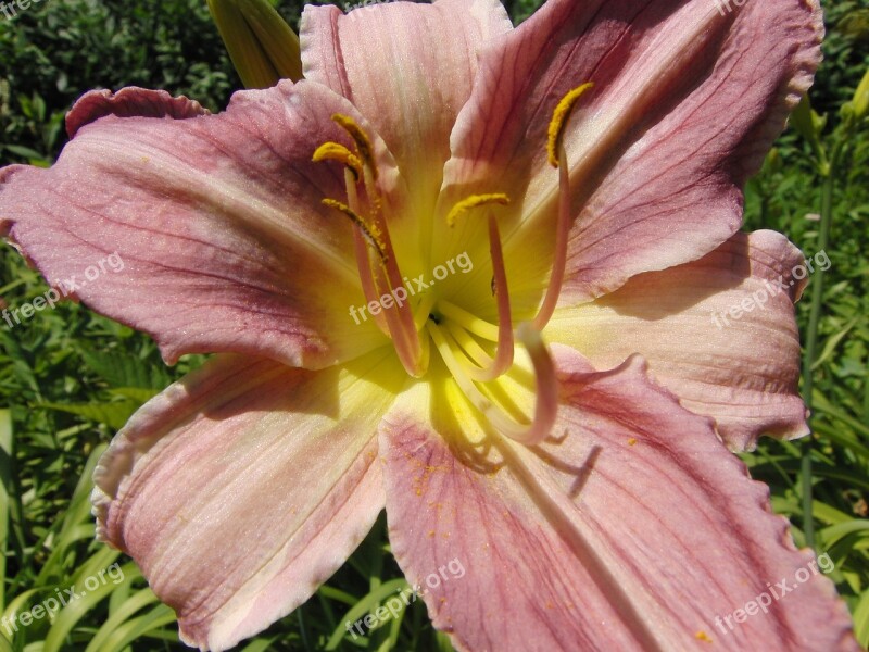 Daylily Nature Hemerocallis Daylily Day Lily Plants Flower