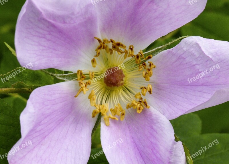 Wild Rose Flower Pink Blossom Nature