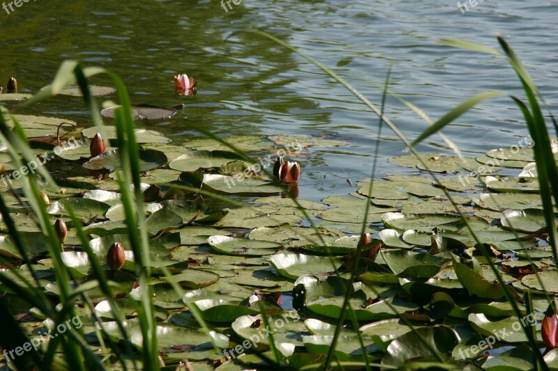 Nuphar Lake Water Nature Green