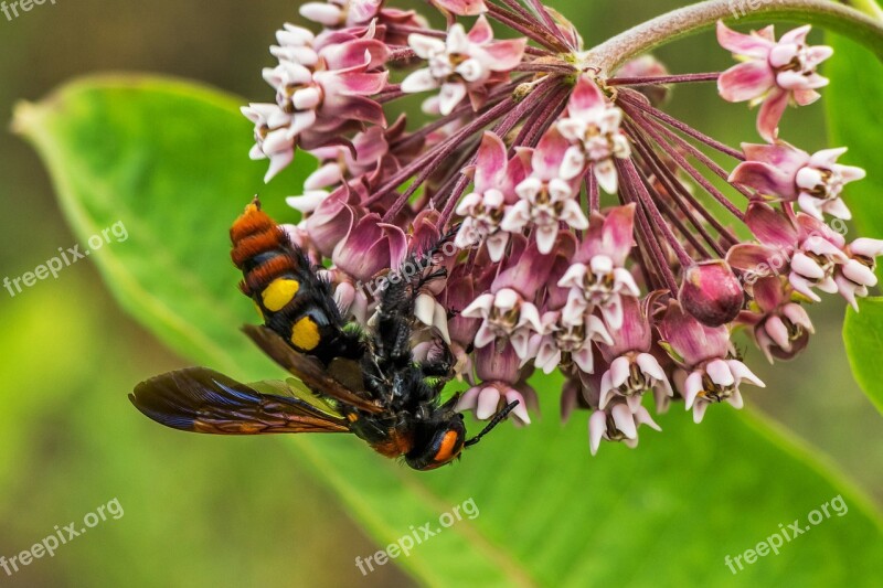 Giant Tőrösdarázs Megascolia Maculata Insect Wasp Arthropod