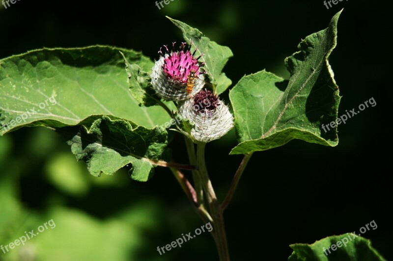 Thistle Nature Flower Hoverfly Wild Flower