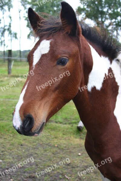 Foal Horse Young Animal Animal Head