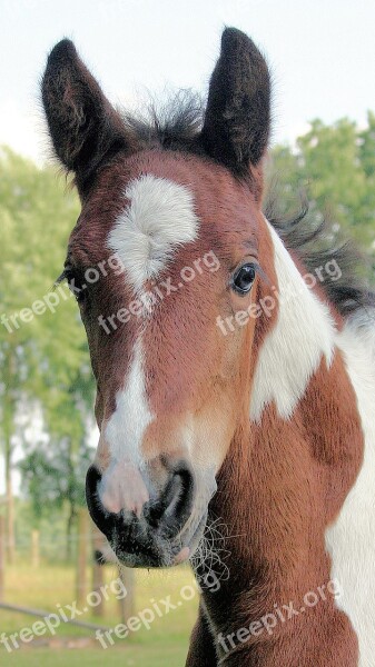 Foal Horse Young Animal Animal Free Photos