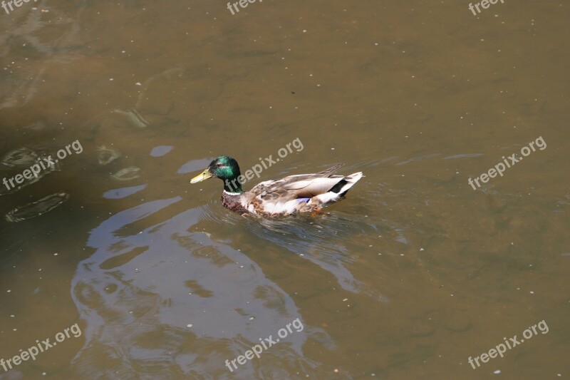 Wild Duck Schambach Water Duck Schambach Valley