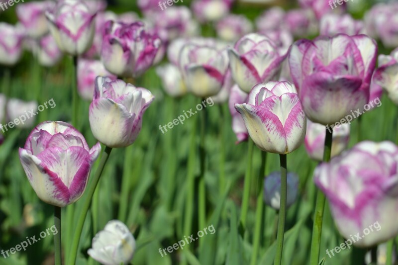 Tulips Flower Tulip Spring Pink Tulip