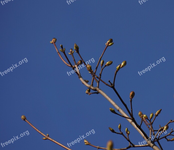 Spring Buds A New Beginning Maple Branch Free Photos