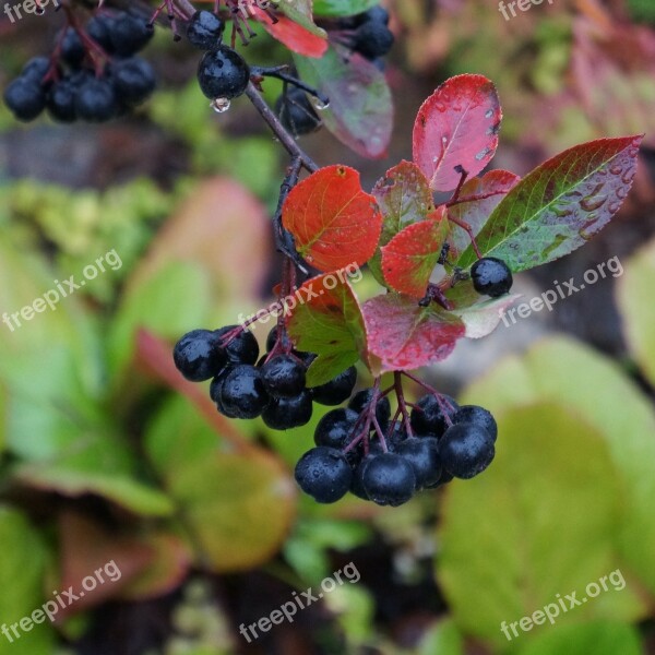 Aronia Aronia Berries Are Black Berries Ripe Berries Free Photos