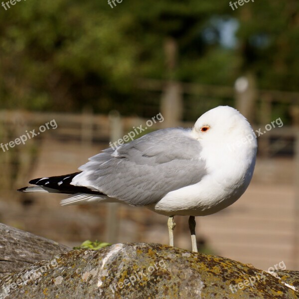 Sleeping Birds Under The Wing Of The Nose Mew Free Photos