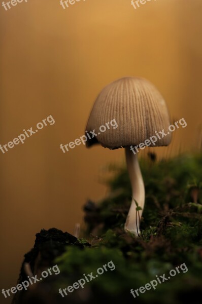 Mica Comatus Mushroom Coprinus Coprinus Micaceus Forest Floor