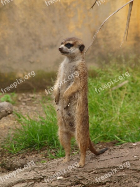 Meerkat Zoo Observer Free Photos