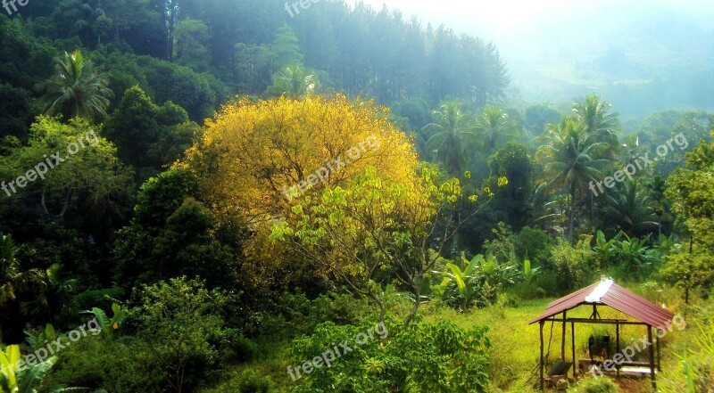 Sunset Pine Trees Yellow Trees Relax Deltota