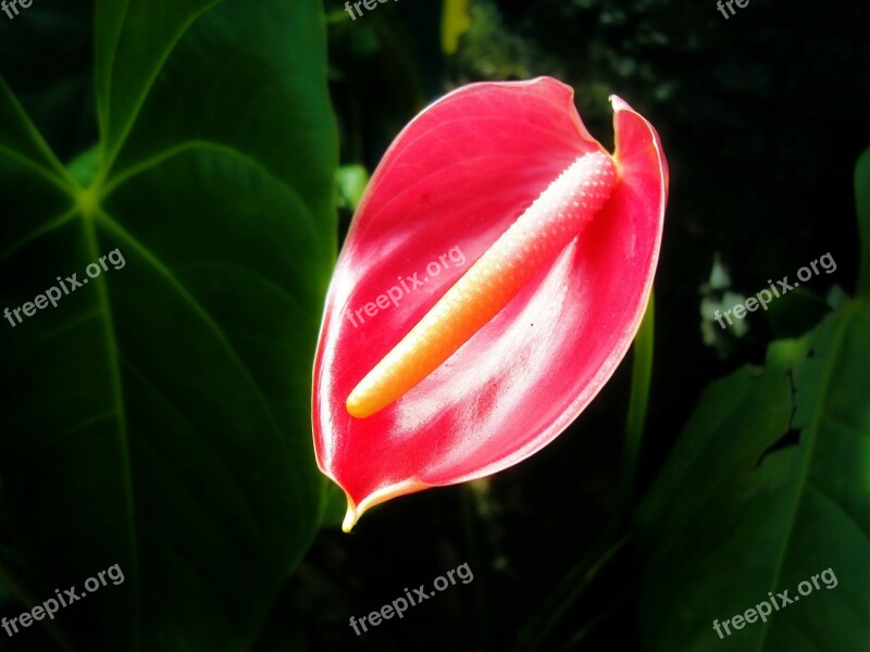 Thorium Flower Flower Tropical Flower Sri Lanka Mawanella