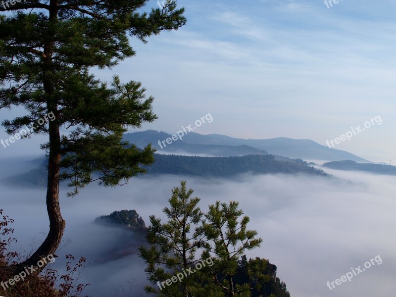 Fog Pine Slovakia Free Photos