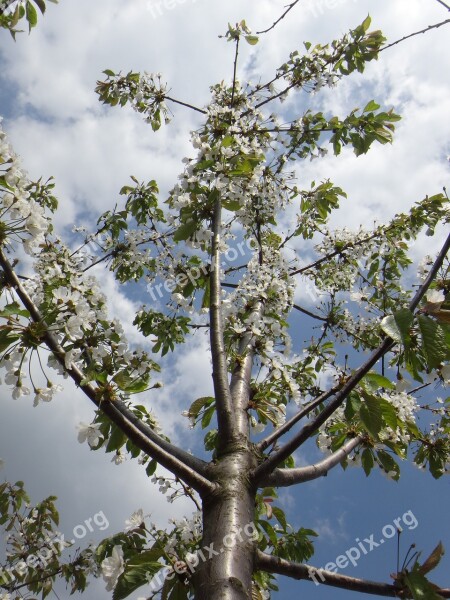 Apple Blossom Blossom Bloom Spring Nature