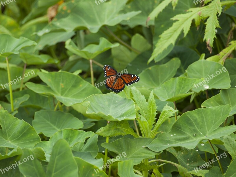 Butterfly Green Bush Nature Leaf