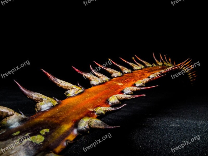 Palm Branch Thorns Spur Free Photos