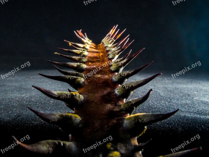 Palm Branch Thorns Spur Free Photos