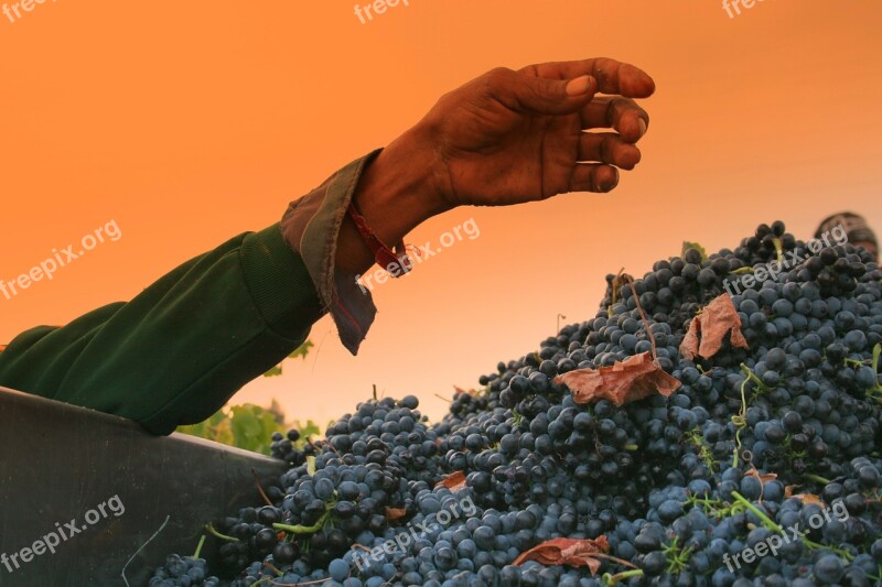 Hand Grapes Arm Vineyards Shiraz