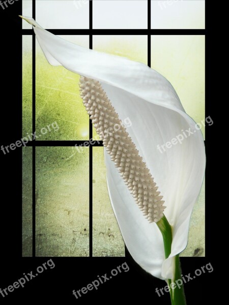 Spathiphyllum Flower White Plant Filigree