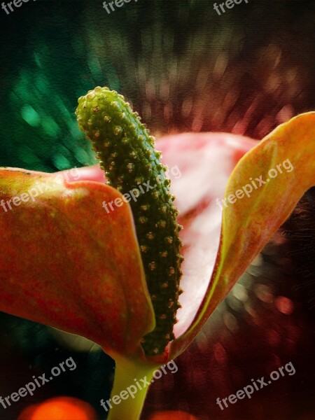 Calla Calla Lily Flower Red Nature