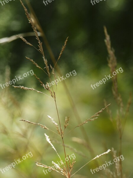 Grass Meadow Macro Nature Outside